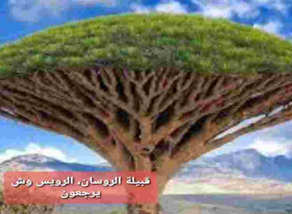 الروسان وش يرجعون
